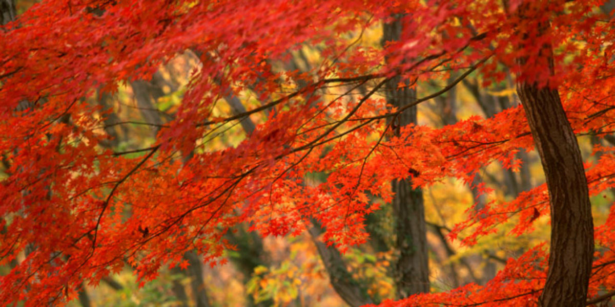 京都が一番美しい季節に、紅葉を愛でつつ美味しいひと時を